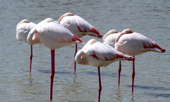 Visiter la Camargue activités chevaux que faire voir vacances en famille