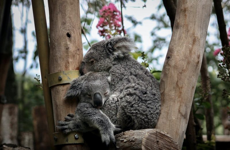 Visiter Le Zoo De Beauval: Tarif, Conseils, Astuces, Avis 1 Ou 2 Jours