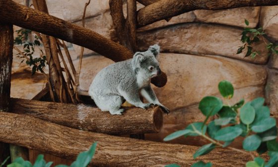 Visiter le Zoo de Beauval en 1 ou 2 jours