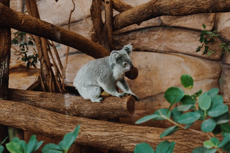 Visiter le Zoo de Beauval en 1 ou 2 jours