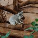 Visiter le Zoo de Beauval en 1 ou 2 jours