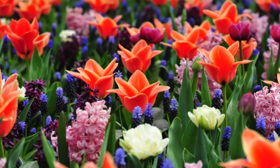 visiter Keukenhof depuis Amsterdam prix tarif