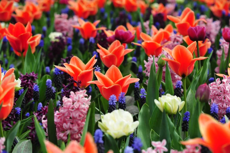 visiter Keukenhof depuis Amsterdam prix tarif