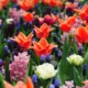visiter Keukenhof depuis Amsterdam prix tarif