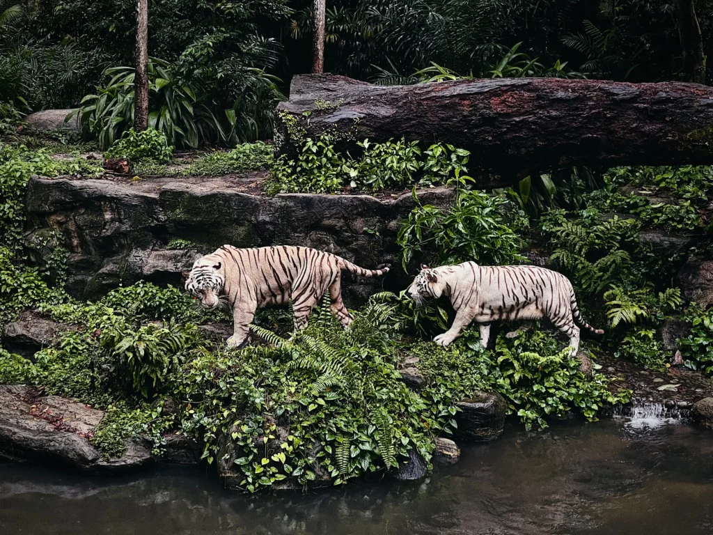 visiter zoo singapour 3 4 5 jours voyage