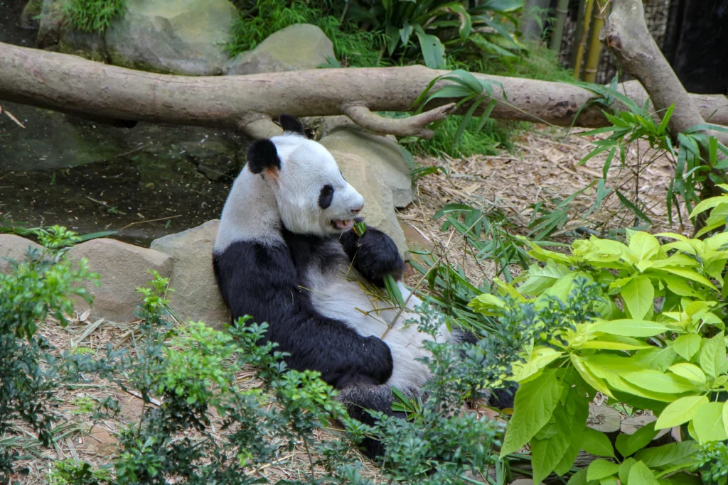 zoo de singapour