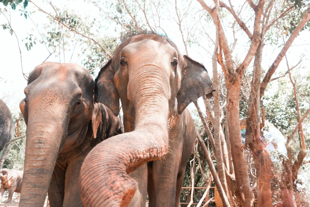 santuaire elephants thailande