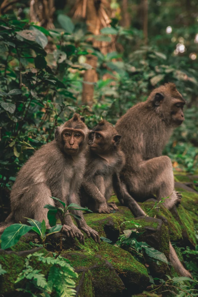 visiter la foret des singes ubud