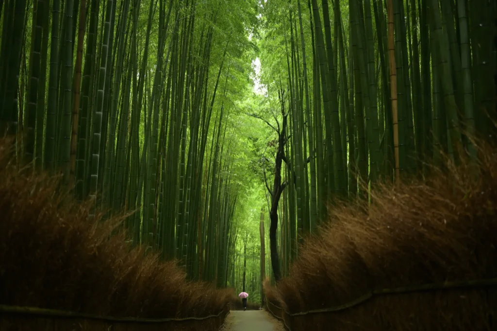 a faire a kyoto arashiyama