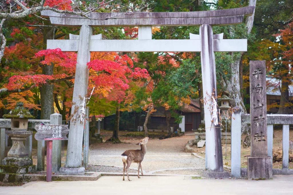 Biche dans le parc de Nara