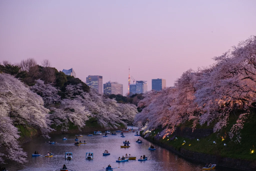 Cerisiers en fleur au Japon