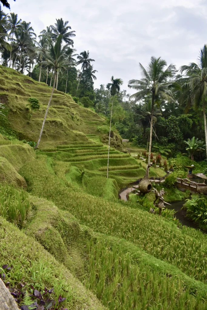 Alas Harum à Tegallalang, Bali