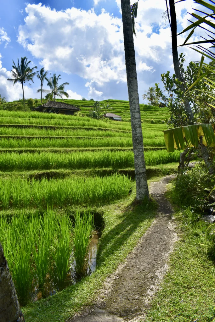 Petit chemin au milieu des rizières à Bali