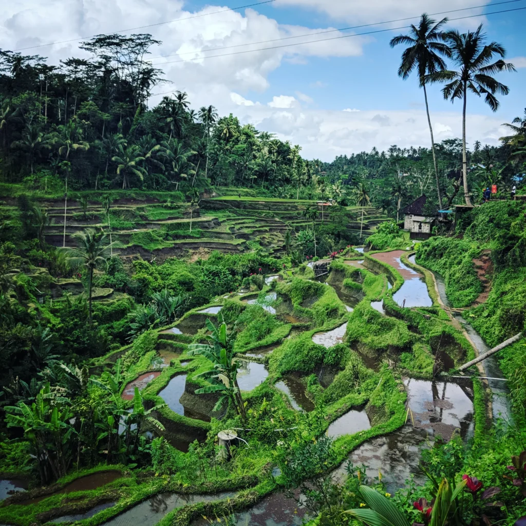Tegallalang, les plus belles rizières de Bali