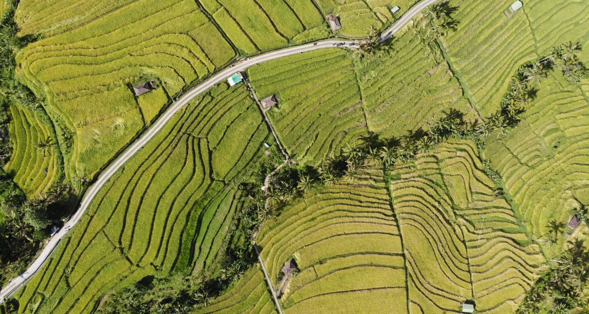 Visiter les rizières en terrasse de Jatiluwih à Bali en Indonésie