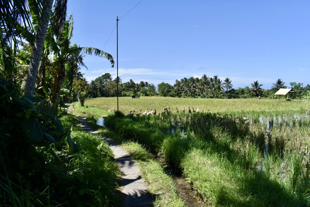Petit chemin de balade à pied à Ubud