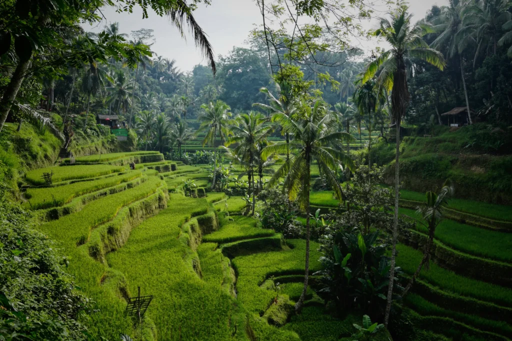 Itinéraire de 14 jours à Bali avec la terrasse de riz de Tegallalang